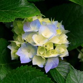 antonina76